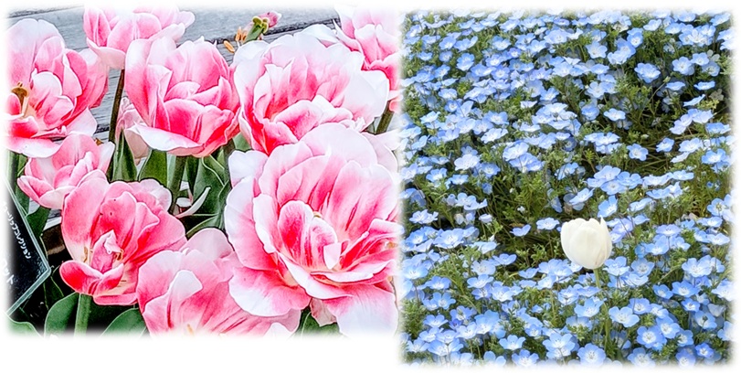 フラワーパーク江南の花々のサムネイル